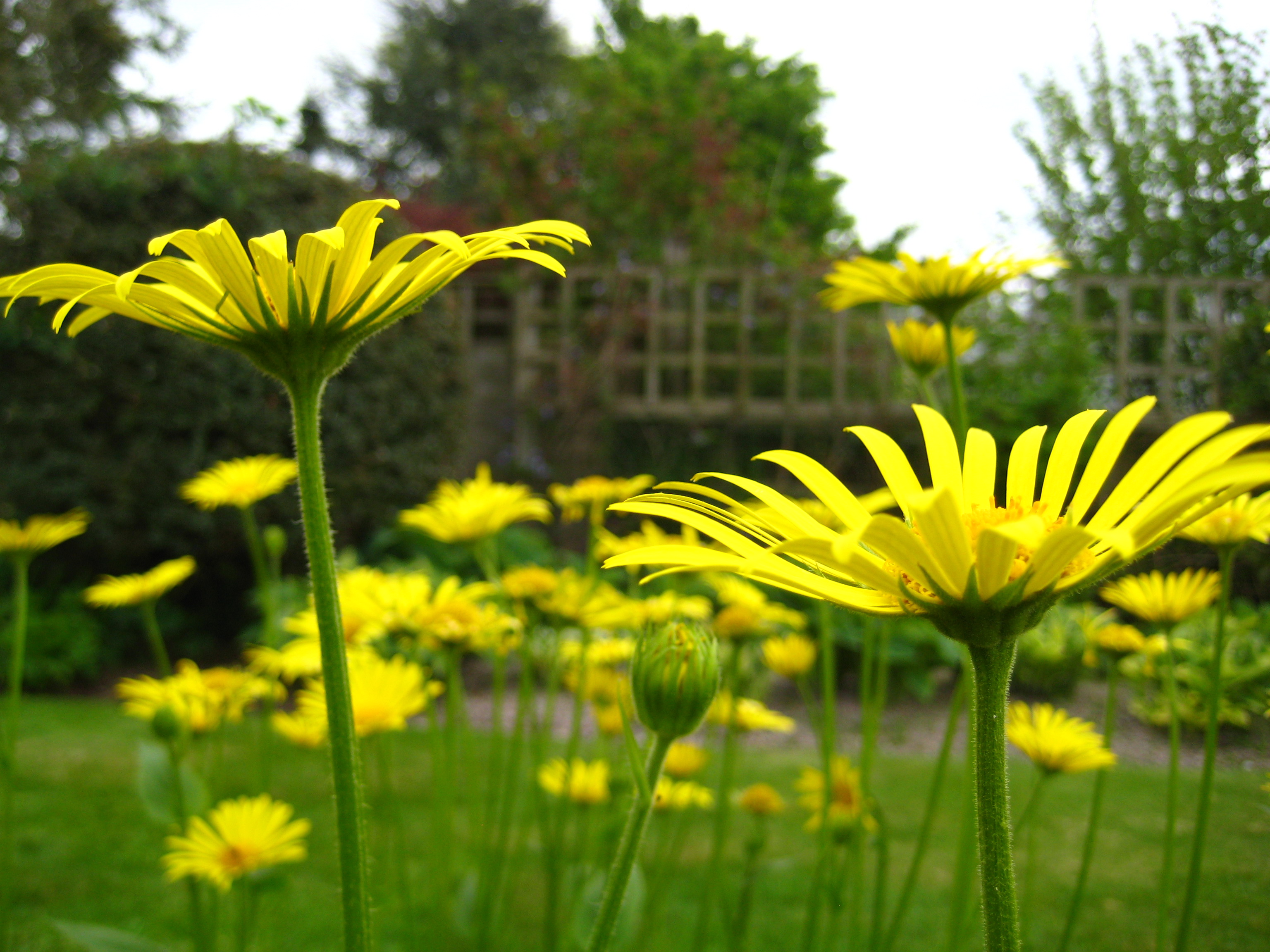 Yellow daisies